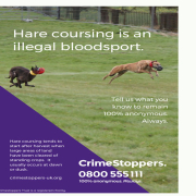 Poster to report hare coursing which is an illegal bloodsport