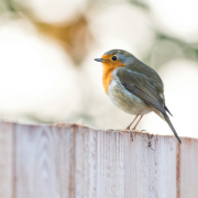 gray and orange small beaked bird on wood