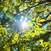 the sun shining through the leaves of a tree