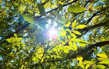 the sun shining through the leaves of a tree