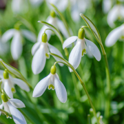 white and green flower buds