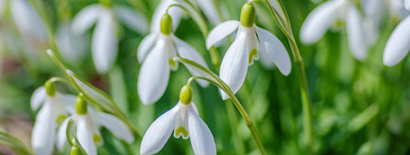 white and green flower buds