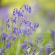 green plant in tilt shift lens
