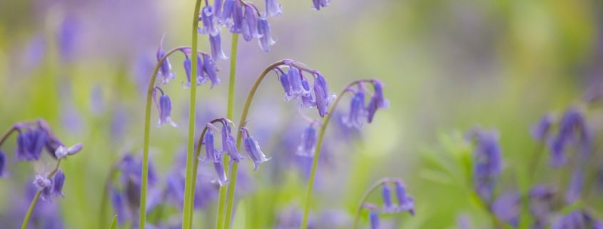 green plant in tilt shift lens