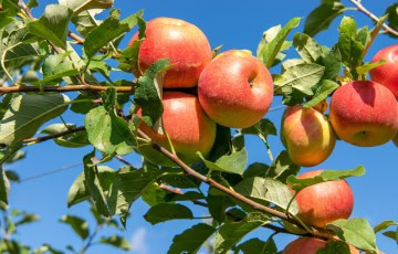 a bunch of apples hanging from a tree branch