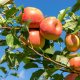 a bunch of apples hanging from a tree branch