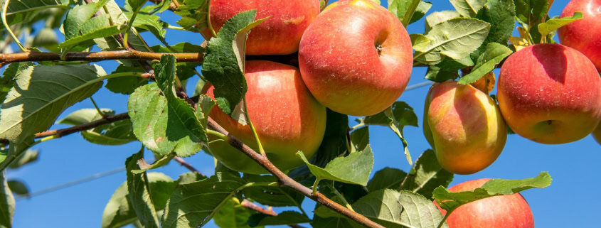 a bunch of apples hanging from a tree branch